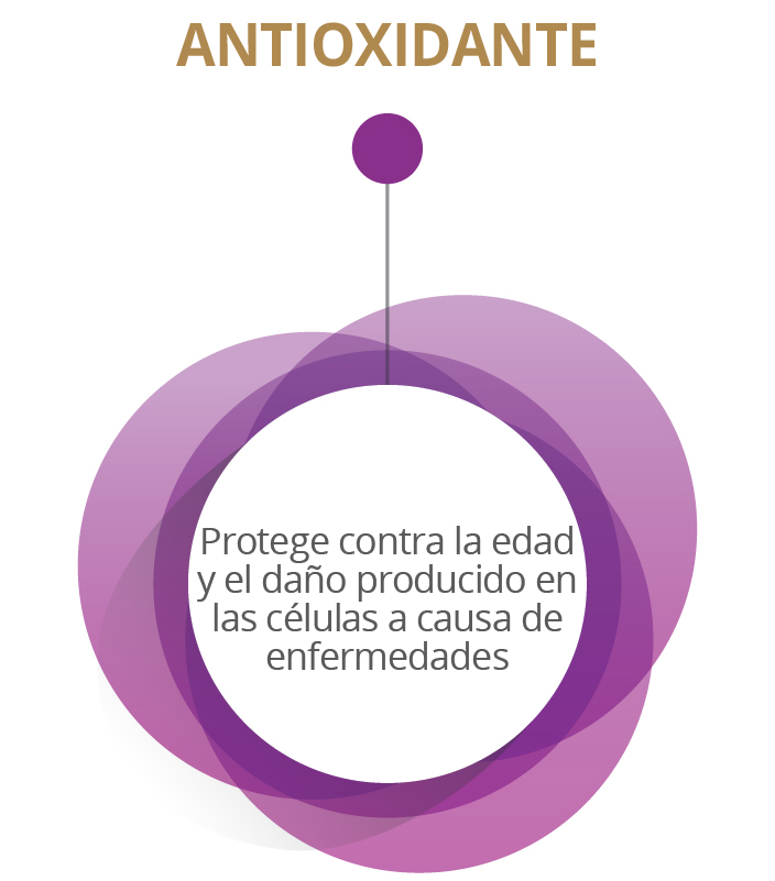 ANTIOXIDANTE - Protege contra la edad y el daño producido en las células a causa de enfermedades