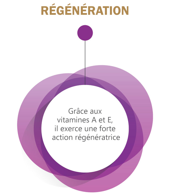 Regeneração - Graças às vitaminas A e E, tem uma forte ação regenerativa