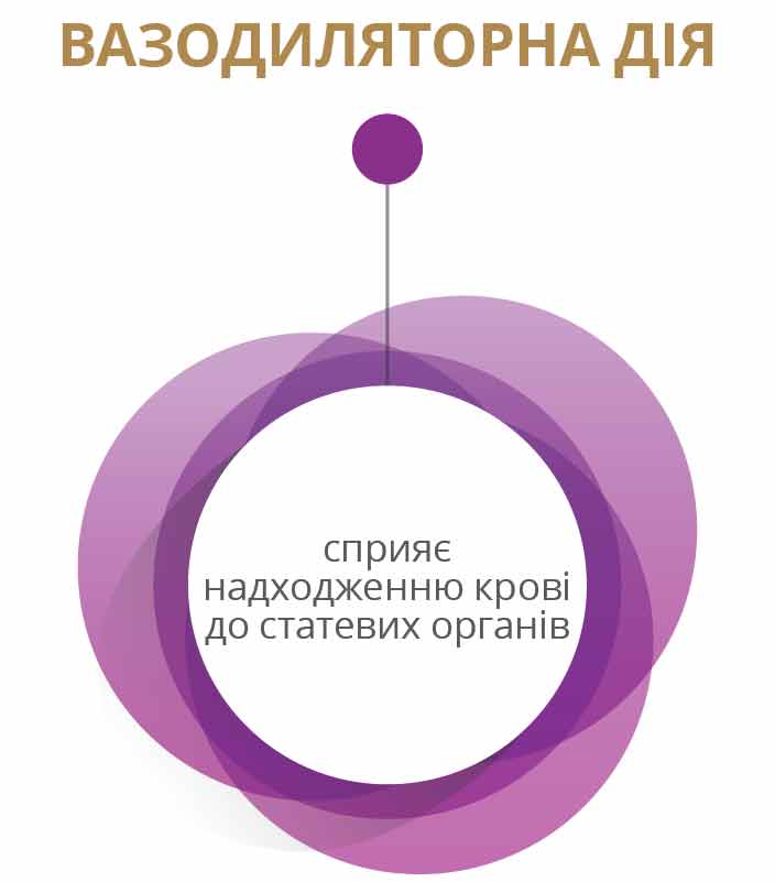 ВАЗОДИЛЯТОРНА ДІЯ - сприяє надходженню крові до статевих органів